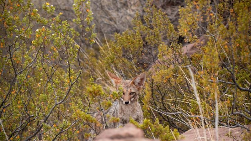 Zorro chilla entre arbustos nativos en el Parque Nacional Río Clarillo